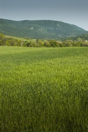 Most egyszerűen eladhatjuk használaton kívüli zártkertünket