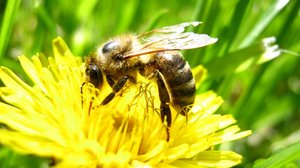 Kesztölcöt nem érinti az esztergomi méhek járványa