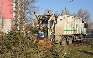 Tájékoztató a fenyőfák elszállításáról