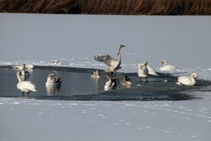 Madárinfluenza a szomszédban