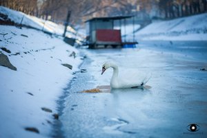 Madárinfluenza Esztergomnál és Párkánynál