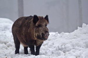 Négy vaddisznó támadt birkára Csolnokon
