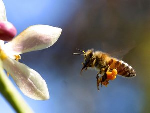 Csalogassunk méheket a kertbe! A kesztölci méhész tanácsai