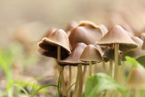 Jön a gombaszezon: Ingyenes bevizsgálás Esztergomban