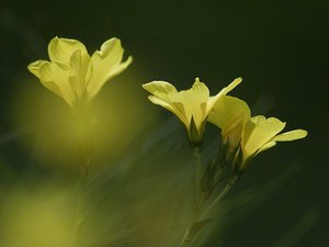 Alakformáló női torna Kesztölcön