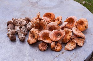 Gombaszezon Kesztölcön: tippek, receptek