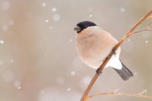 Készül Magyarország első madáretető-térképe
