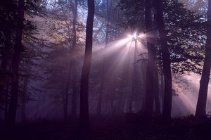 Alpintechnológiával vágják a fát a Pilisben - videó