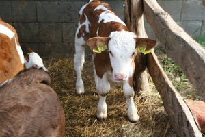 Új bocik a Velmo-tanyán