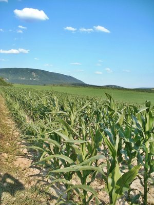 Kukorica